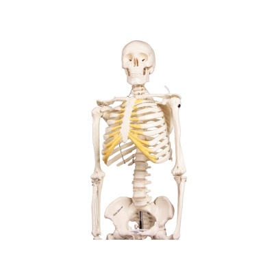 Miniature Model Skeleton Tom